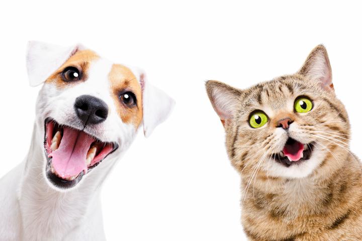 Accesorios para mascotas